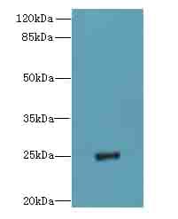 PIGH Antibody