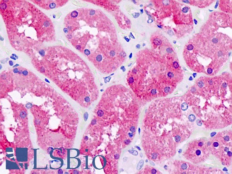 IHC-plus™ PNPO Antibody (clone AT2C7)
