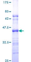 Human PML Protein (Recombinant GST, N-terminus)