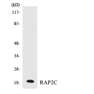 RAP2C Antibody (aa81-130)