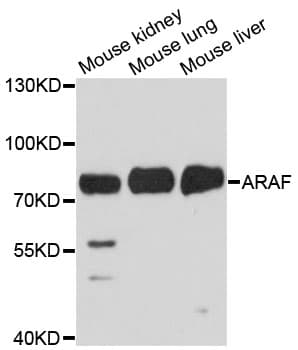 Polyclonal Rabbit anti-Human ARAF / ARAF1 / A-RAF Antibody (WB)