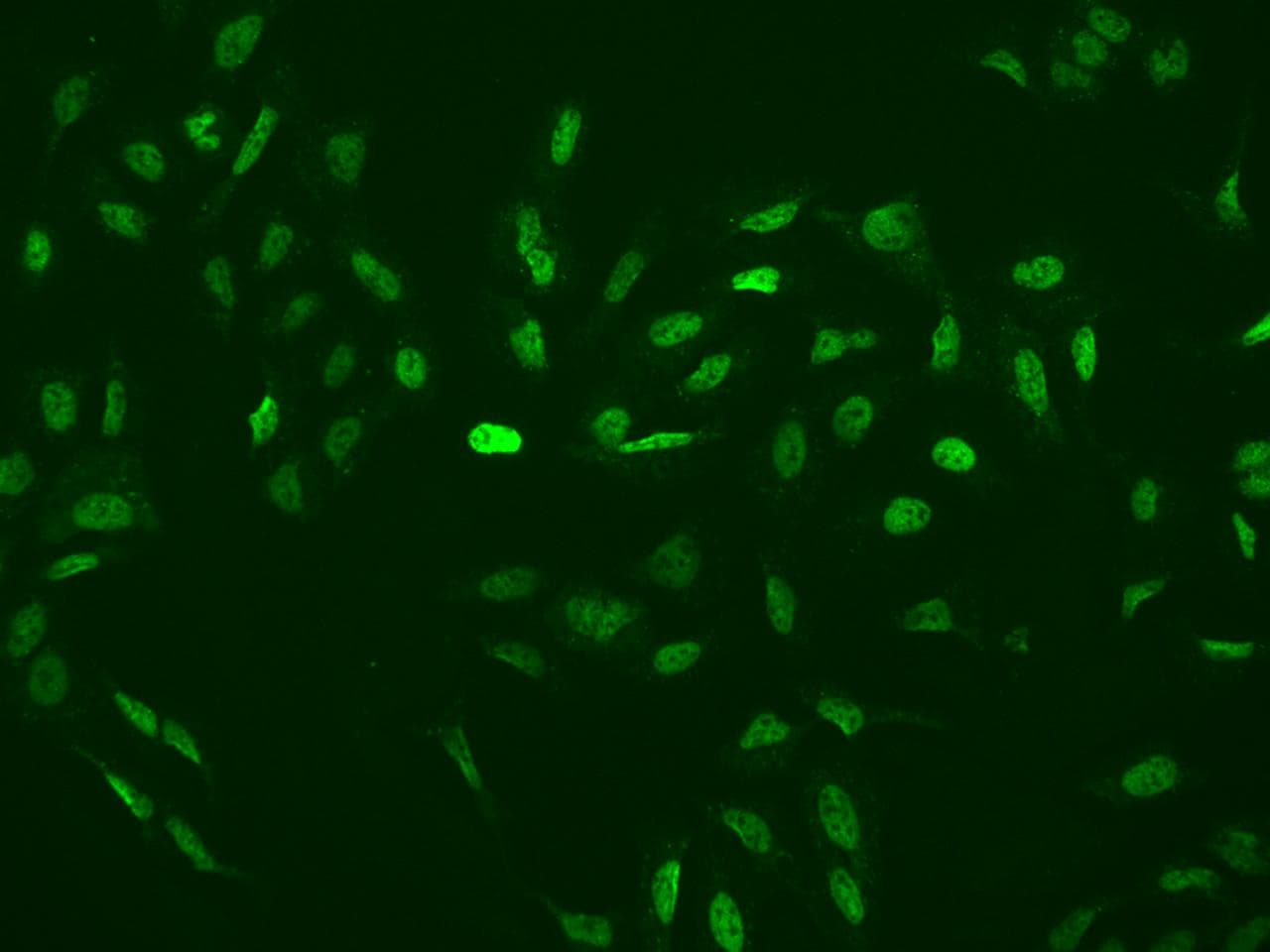RBM3 Antibody