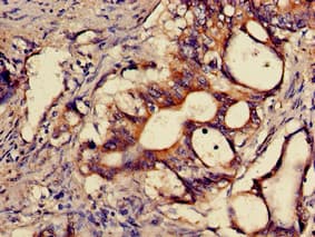 SNX15 Antibody