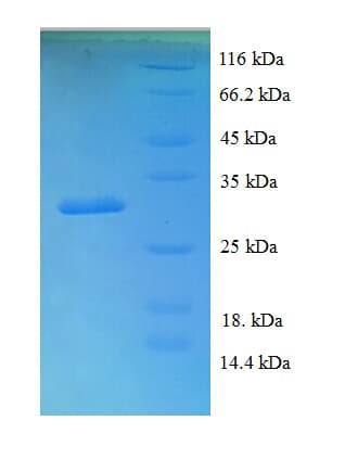Human BMP4 Protein (Recombinant His-SUMO)