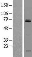 CLINT1 Protein (Over-Expression Lysate Myc-DDK (Flag))