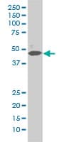 Monoclonal Mouse anti-Human MAPK1 / ERK2 Antibody (clone 1D1, IF, WB)