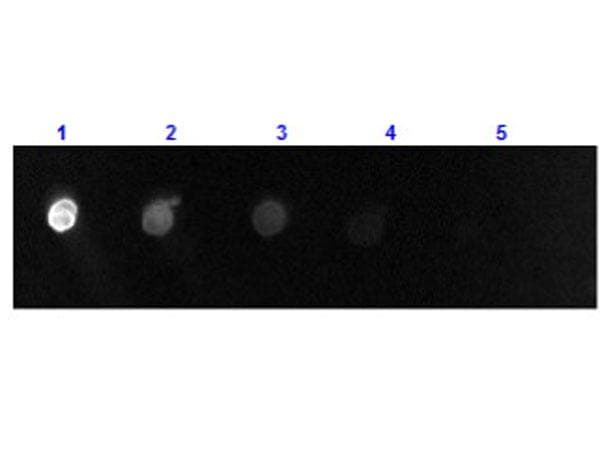 Polyclonal Donkey Anti-Goat IgG Secondary Antibody (FITC, IF)