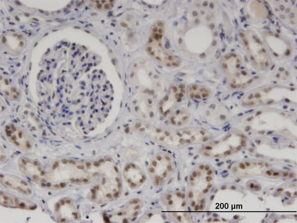 MNDA Antibody (clone 1H2)