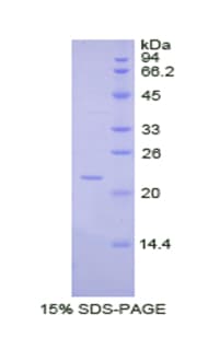 Pig IL1A / IL-1 Alpha Protein (Recombinant His)