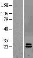 Human IFNA2 / Interferon Alpha 2 Protein (Over-Expression Lysate Myc-DDK (Flag))