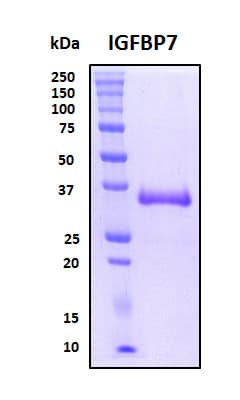 Human IGFBP7 / TAF Protein (Recombinant His, N-Terminal)