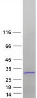 Human RPS7 / Ribosomal Protein S7 (Recombinant Myc-DDK (Flag))