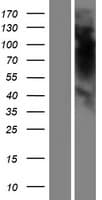 Human OR5K4 Protein (Over-Expression Lysate Myc-DDK (Flag))