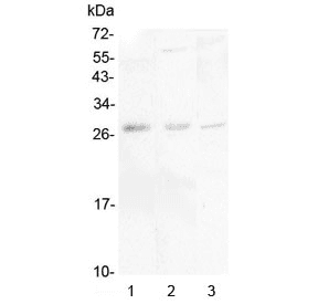 Polyclonal Rabbit anti-Human IL34 Antibody (IHC, WB)