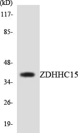 ZDHHC15 Antibody (aa277-326)