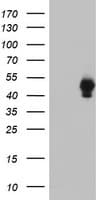 SH2D2A Antibody (clone OTI1B8)