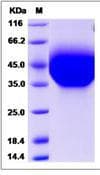Mouse HAVCR2 / TIM-3 Protein (Recombinant His,C-terminus)