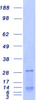 Human SSX1 Protein (Recombinant Myc-DDK (Flag))