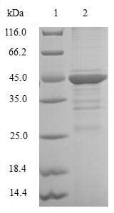 Human CEBPG / CEBP Gamma Protein (Recombinant GST, N-terminus)