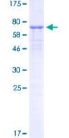 Human C/EBP Alpha / CEBPA Protein (Recombinant GST)