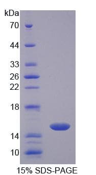 Rat CD7 Protein (Recombinant His-T7)