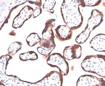 CGA / hCG Alpha Antibody (clone HCGa/53, Azide-free, BSA-free)