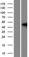 LMNTD1 / IFLTD1 Protein (Over-Expression Lysate Myc-DDK (Flag))
