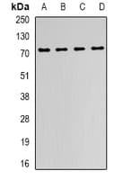 FMR1 / FMRP Antibody