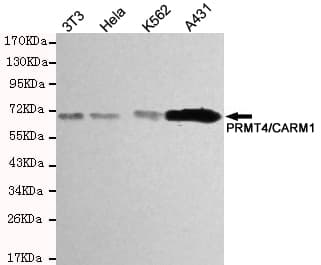 Monoclonal Mouse anti-Human PRMT4 / CARM1 Antibody (WB)