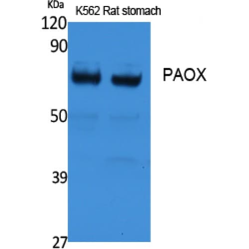 Polyclonal Rabbit anti-Human PAOX / PAO Antibody (260-340 aa, Internal, WB)