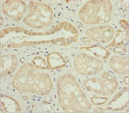 NYX Antibody