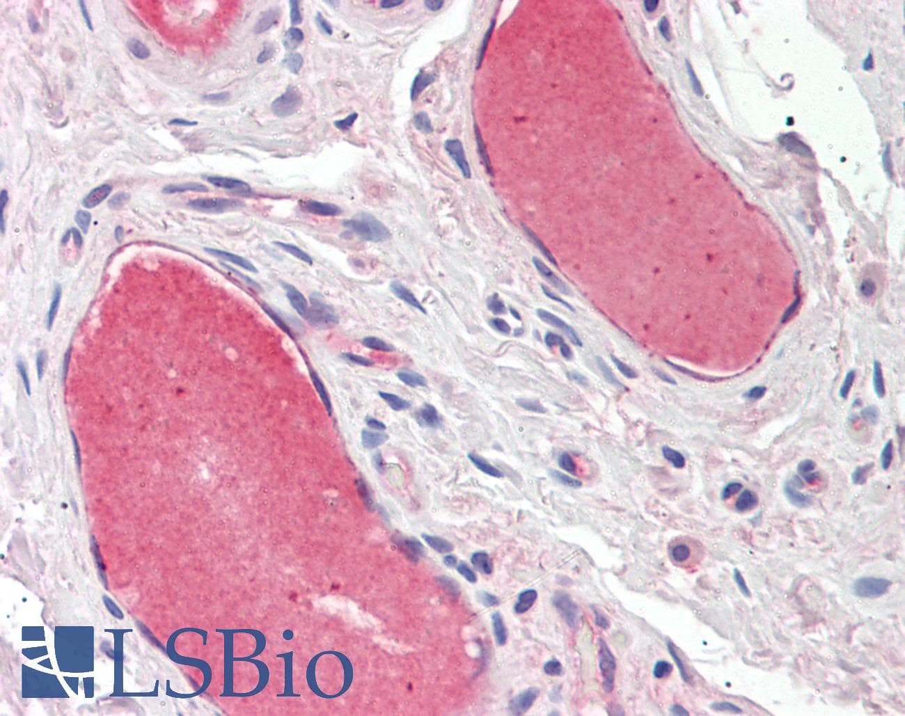 IHC-plus™ Polyclonal Sheep anti-Dog VWF / Von Willebrand Factor Antibody (IHC)
