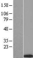 C1orf157 Protein (Over-Expression Lysate Myc-DDK (Flag))