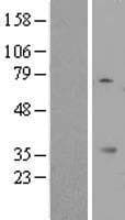 KSP32 / MIOX Protein (Over-Expression Lysate Myc-DDK (Flag))