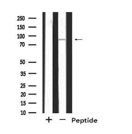 SH3RF3 Antibody