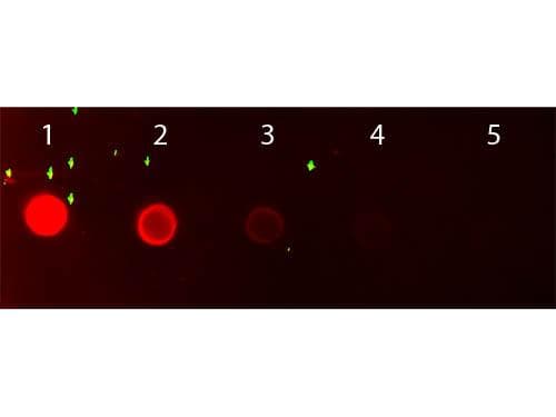Rabbit Anti-Mouse IgG1 Secondary Antibody (TRITC)