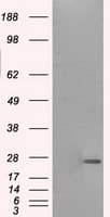 PRL / Prolactin Antibody (clone OTI2C3)