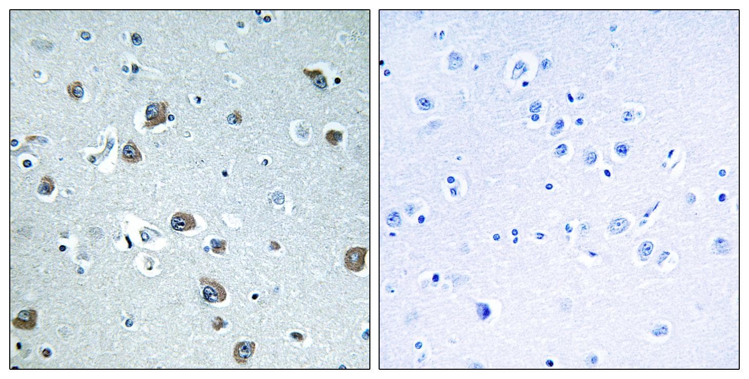 GNAL Antibody