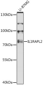 Polyclonal Rabbit anti-Human IL1RAPL2 Antibody (WB)