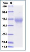 Human HAVCR2 / TIM-3 Protein (Recombinant His,C-terminus)