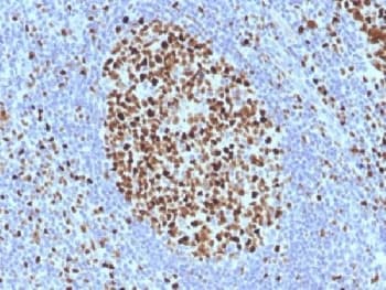 Monoclonal Mouse anti-Human MCM7 Antibody (clone SPM379, Azide-free,BSA-free, IHC, IF, WB)