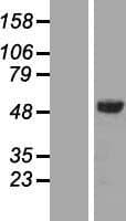 Human STAMBP / AMSH Protein (Over-Expression Lysate Myc-DDK (Flag))