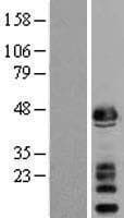 Human SGCA / DAG2 Protein (Over-Expression Lysate Myc-DDK (Flag))