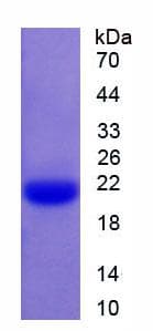 Rat CASP1 / Caspase 1 Protein (Recombinant His, N-Terminal)