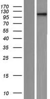 NFATC4 / NFAT3 Protein (Over-Expression Lysate Myc-DDK (Flag))