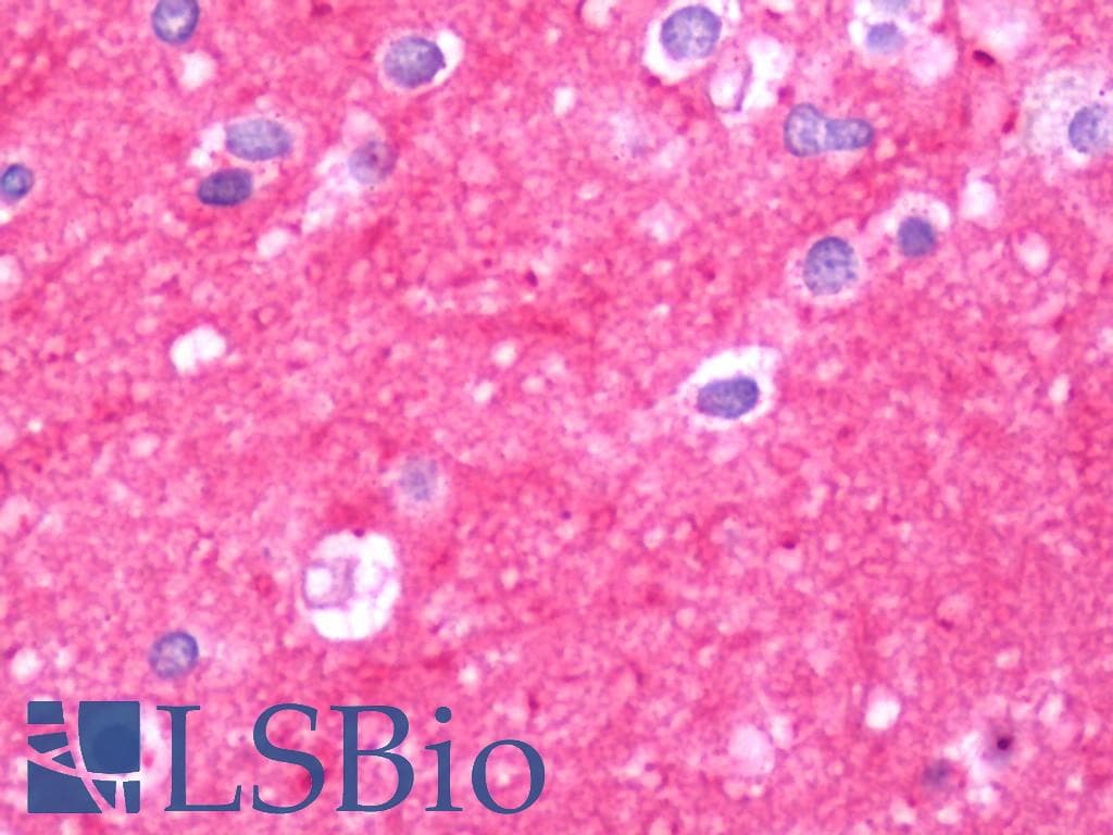 PathPlus™ THY1 / CD90 Antibody (clone 5E10, Azide-free)
