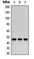 COLQ Antibody (Internal)