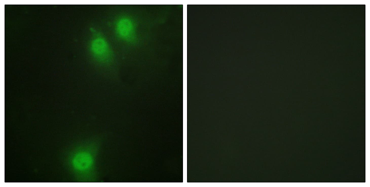 NEK9 Antibody (phospho-Thr210)