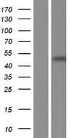 GB5 / GNB5 Protein (Over-Expression Lysate Myc-DDK (Flag))