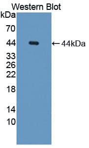 API5 Antibody (aa2-360, PE)
